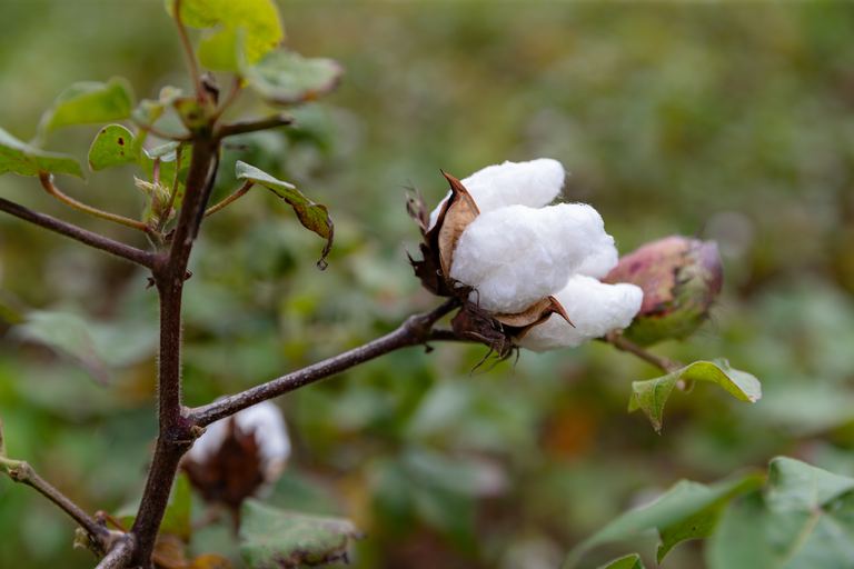 An open cotton boll on the plant