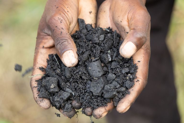 Hands holding a pile of biochar made from cotton stalks