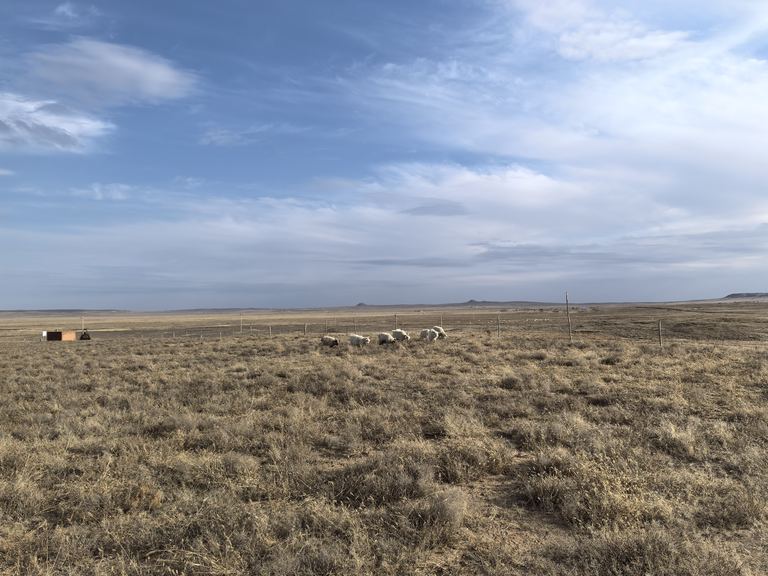 Open grassland under a wide sky