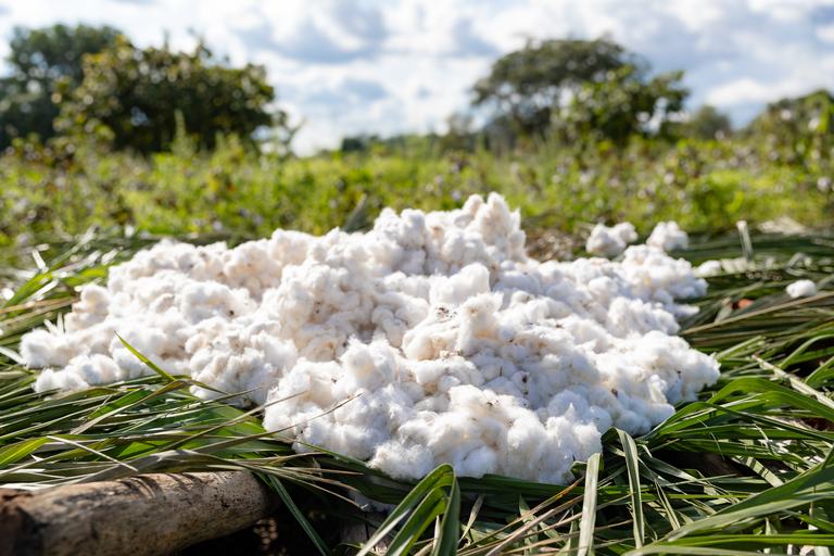 A pile of harvested cotton
