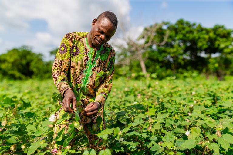 A cotton farmer standing in a green field